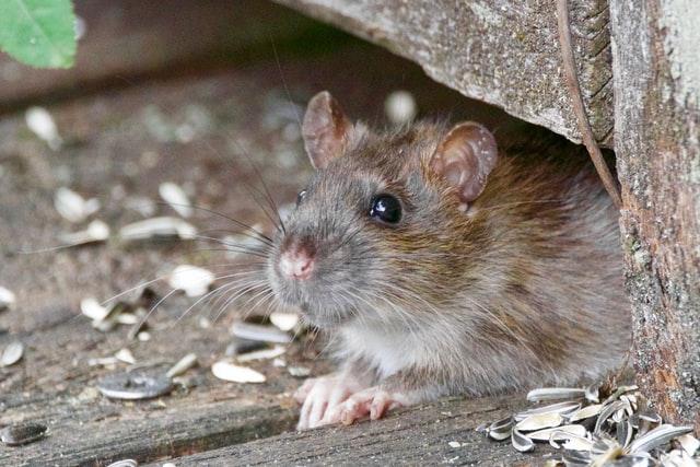 6 Tips to Help You Rodent Proof Your Home – MessHall