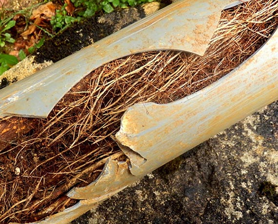 Clearing Tree Roots to Prevent Drain Blockage | MessHall